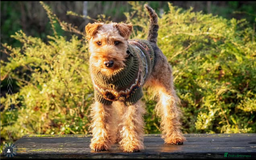 Welsh Terrier dogs for sale: Beautiful Champion Lines KC Welsh Terrier Puppies - Image 15