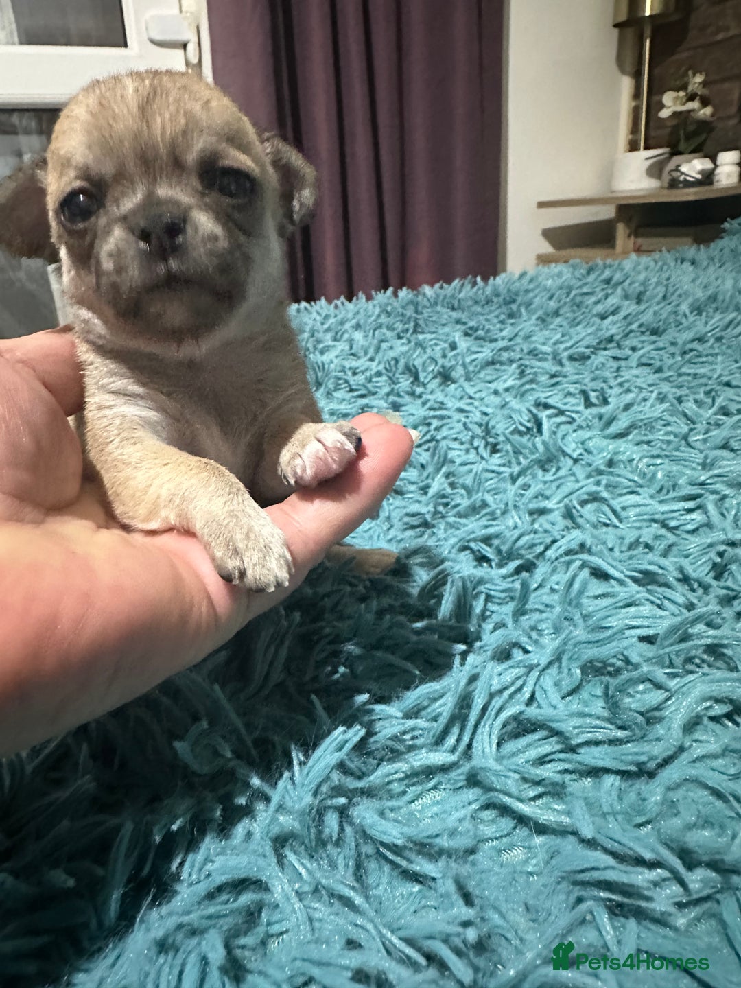 Chihuahua dogs for sale: Beautiful Chihuahua puppies. Two girls left  - Advert 17