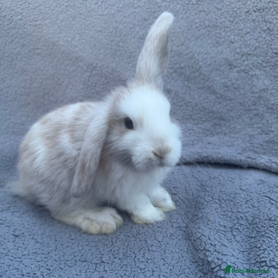Mini Lop rabbits for sale: Purebred mini lops - Image 15