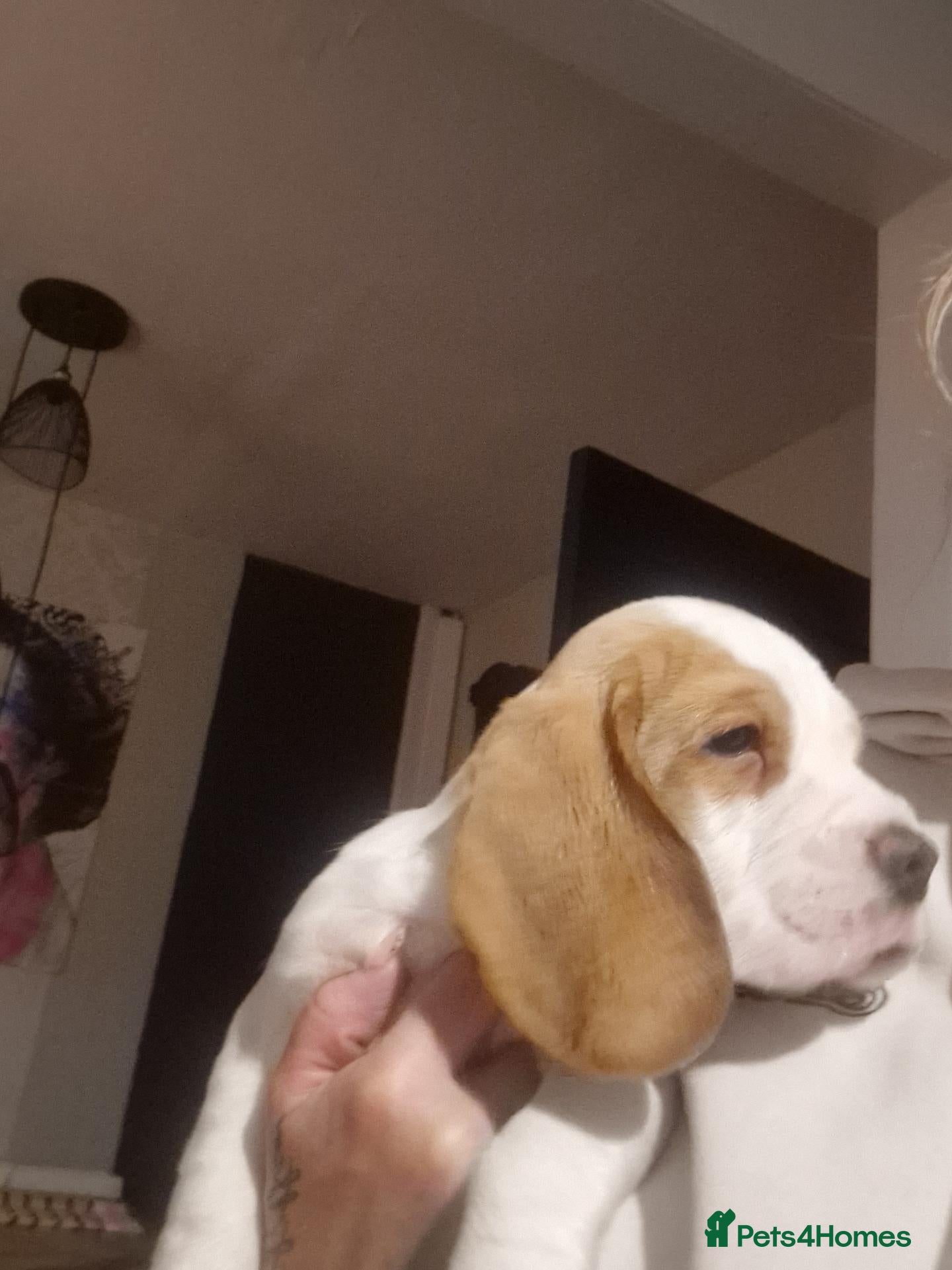 Beagle dogs 5 gen kc registered beagles - Advert 2