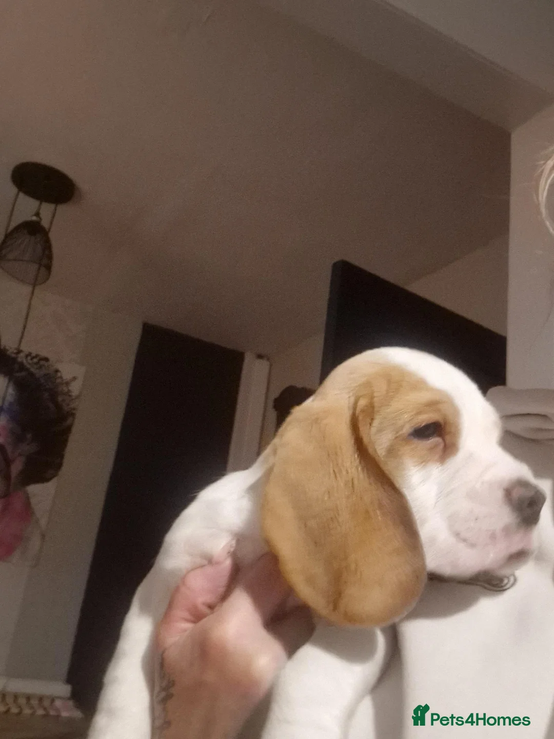 Beagle dogs for sale: 5 gen kc registered beagles - Advert 2