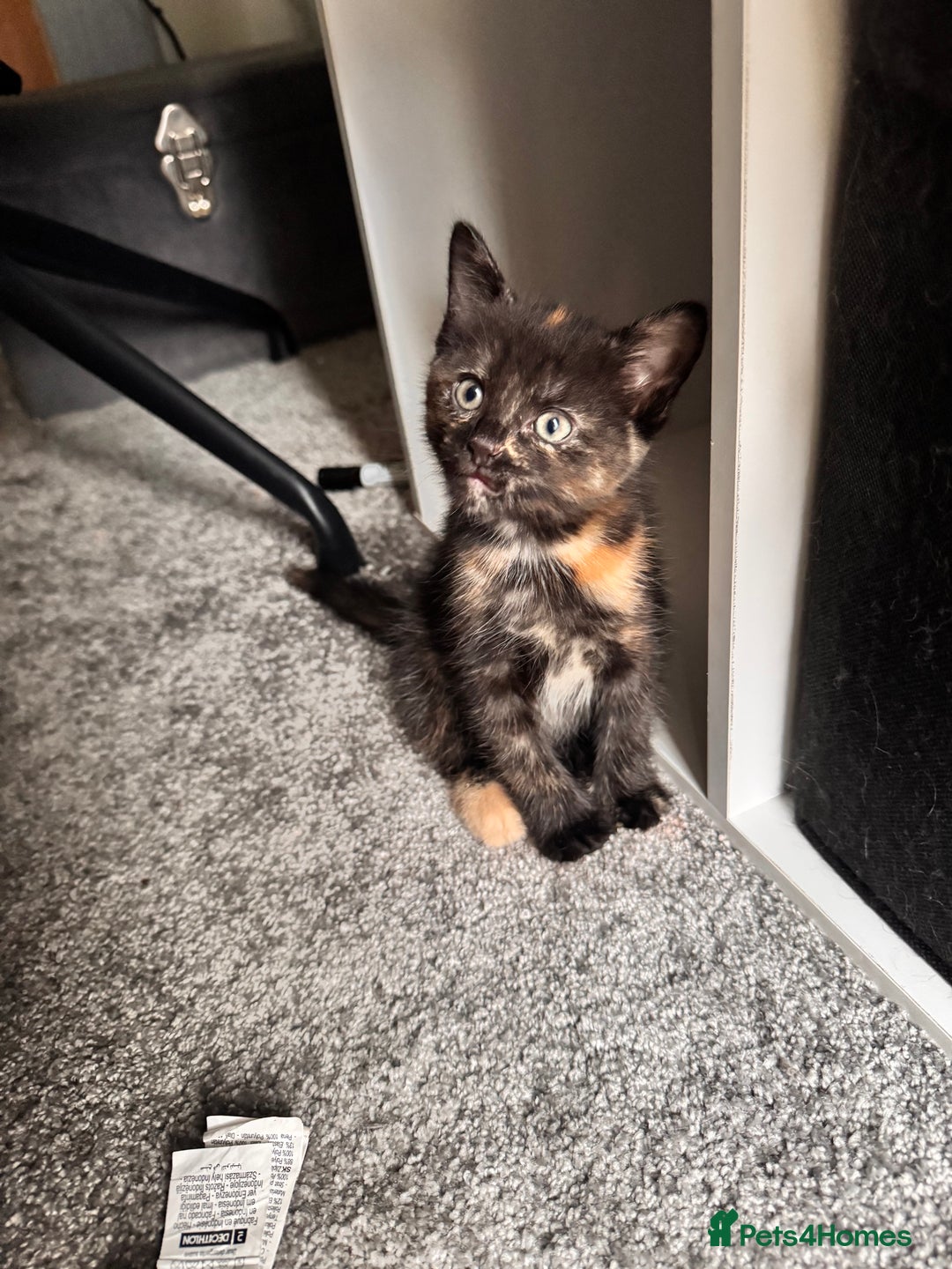 Mixed Breed cats for sale: Tortie Kitten Seeking a Loving Home 🧡 - Image 5