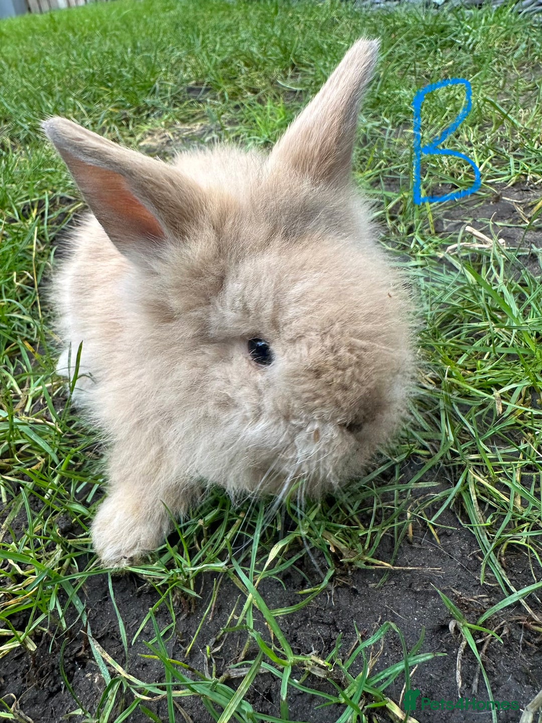 Lionhead rabbits for sale: Lionhead Rsbbits for sale  - Advert 14