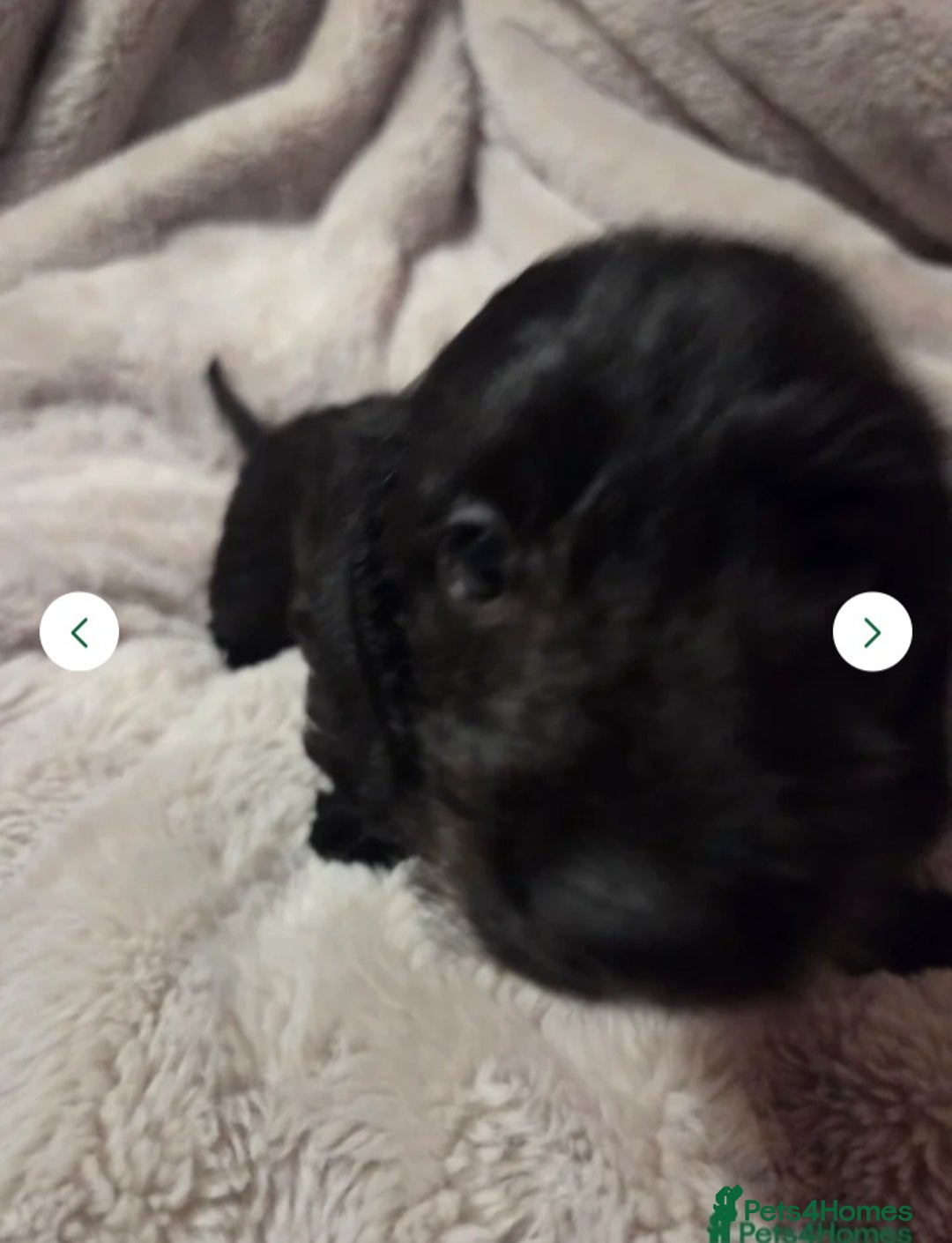 Doxiepoo dogs for sale: Doxipoo  - Image 4