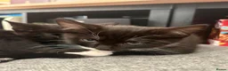 Mixed Breed cats for sale: LAST FEMALE TUXEDO AVAILABLE  - Advert 13