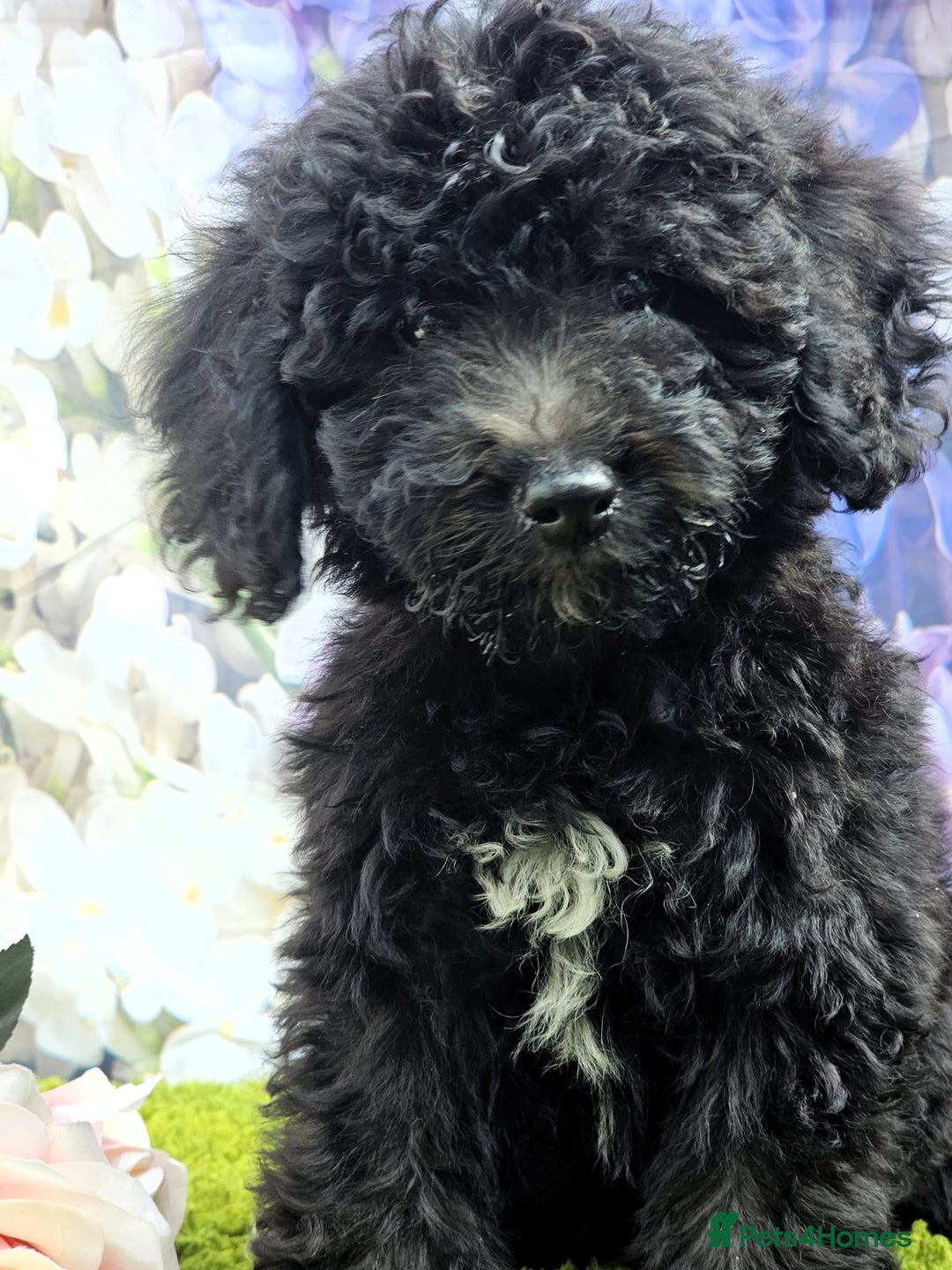 Cockapoo dogs for sale: READY NOW !! sable & brindle tri colour cockapoos - Image 13