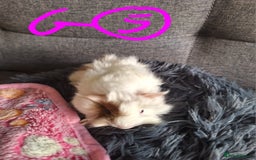 Guinea Pig rodents for sale: 😍 Lovely sows and one boar 💚  - Image 5