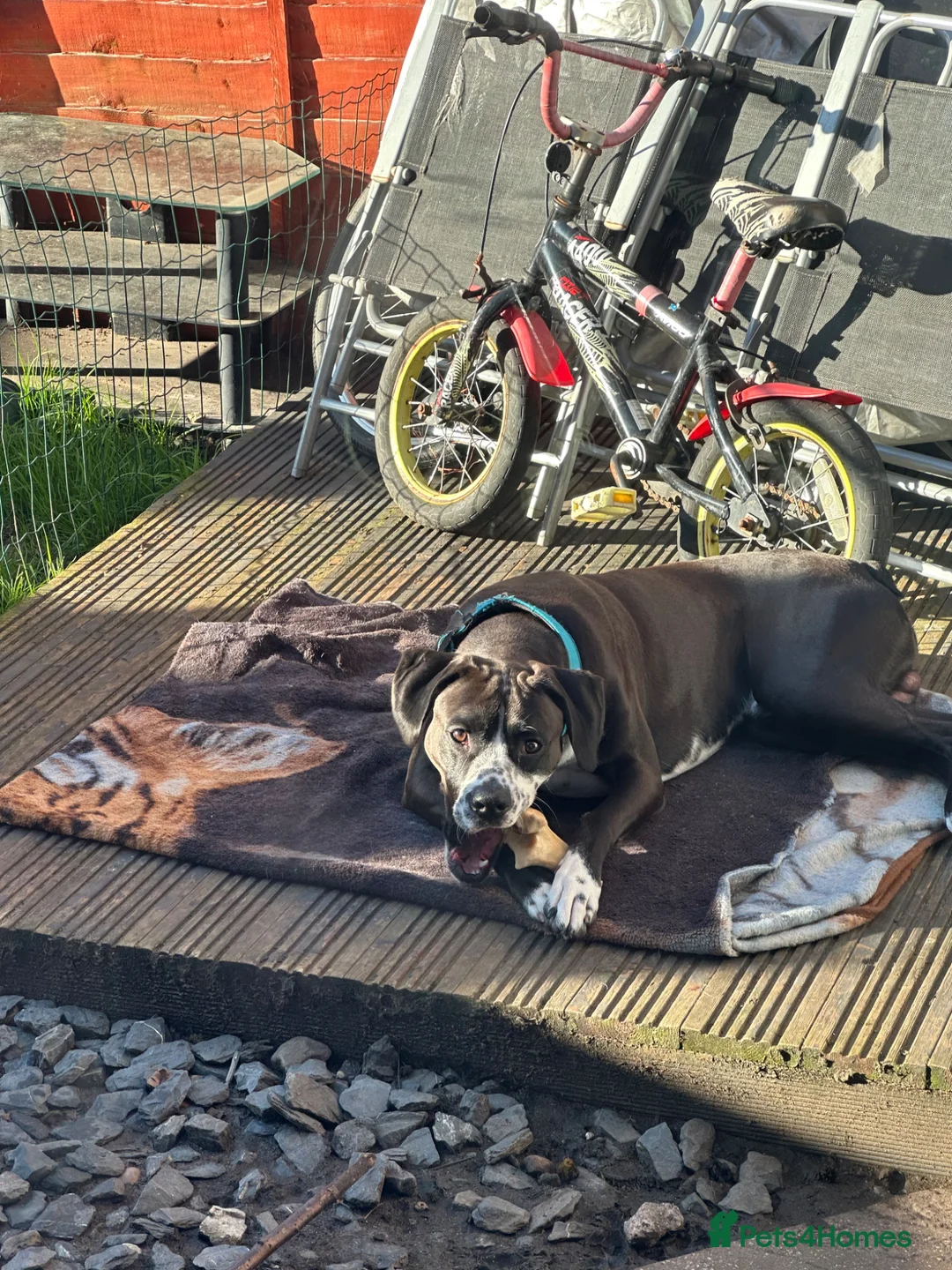 Mixed Breed dogs for sale: Active & Loving Dalmatian x Boxer Seeking Home - Advert 2