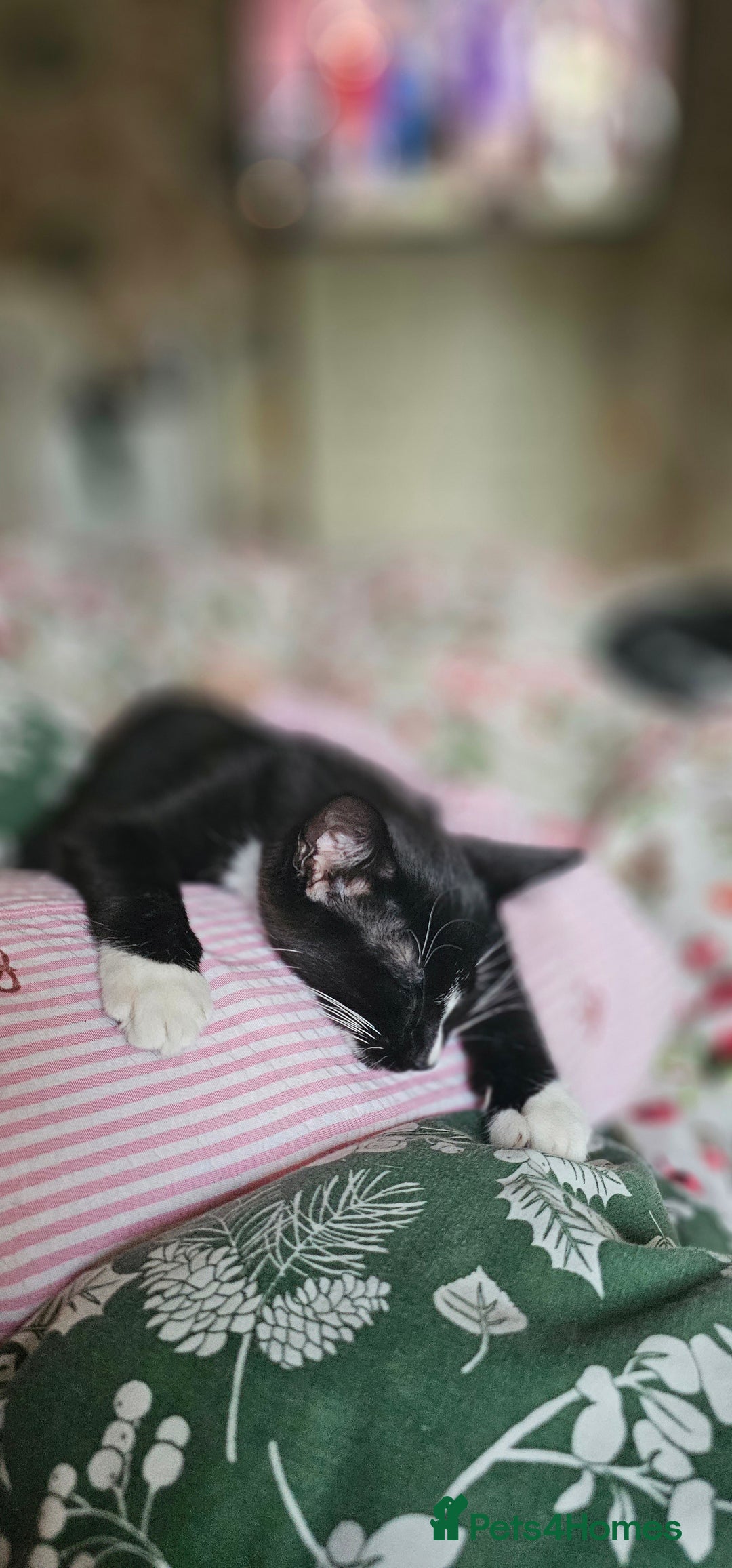 Domestic Shorthair cats for sale: Kittens looking for their forever home 🩷🩵🩷 - Image 4