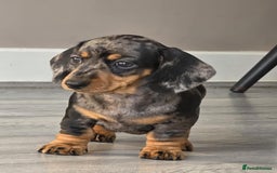Miniature Dachshund dogs for sale: Miniature dachshund puppies  - Image 4