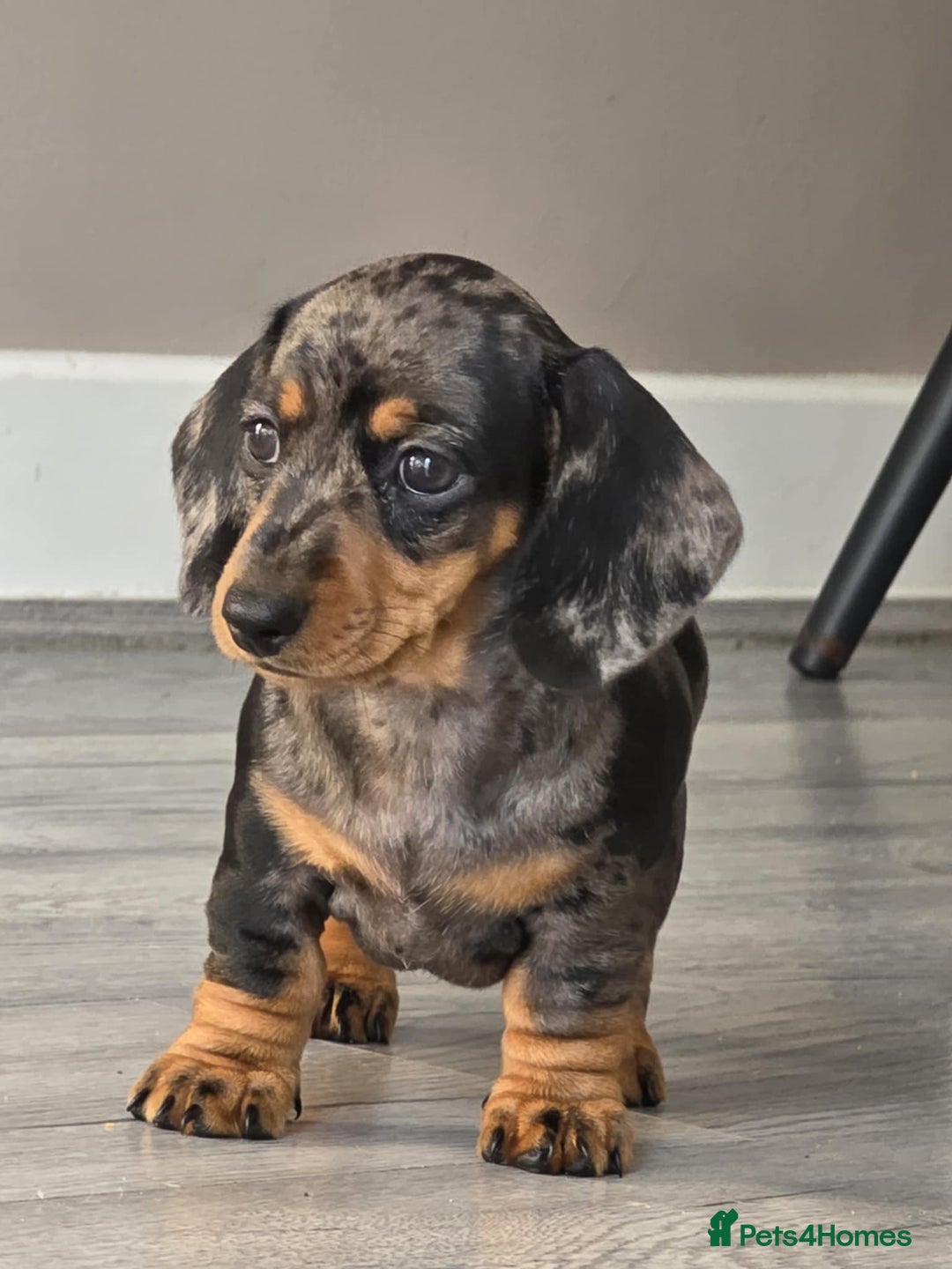 Miniature Dachshund dogs for sale: Miniature dachshund puppies  - Image 4