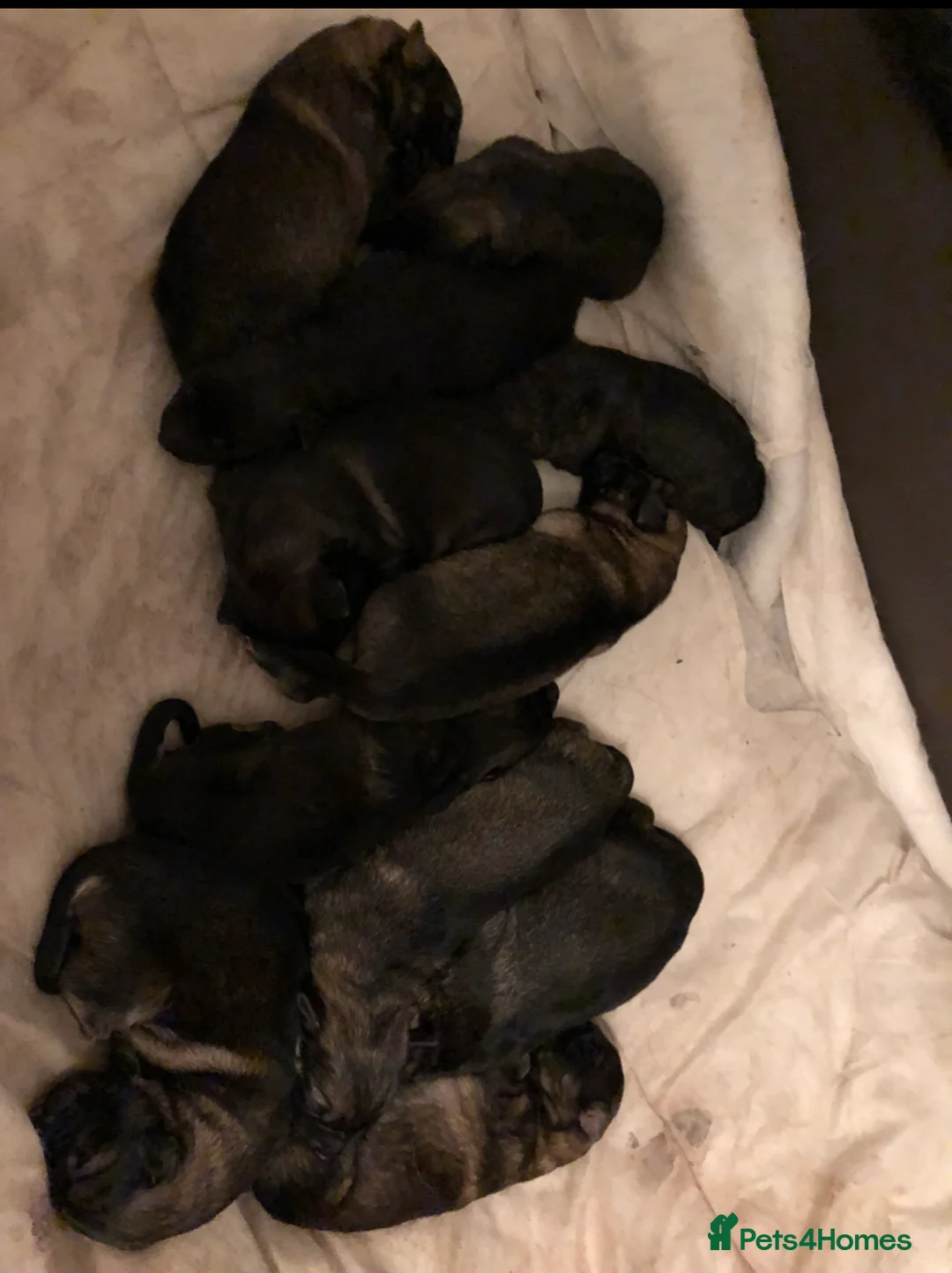 German Shepherd dogs for sale: 11 german shepherd puppies - Advert 8