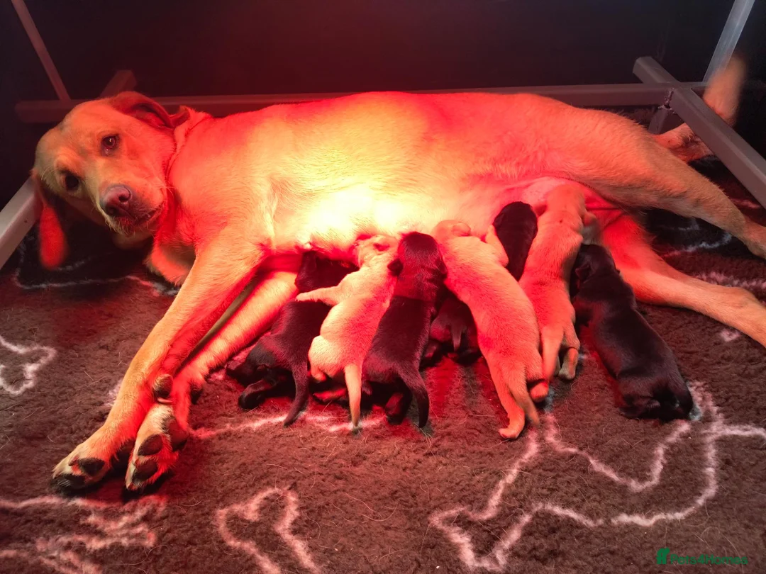 Labrador Retriever dogs for sale: FTW Sired Labrador retriever puppies  - Advert 2