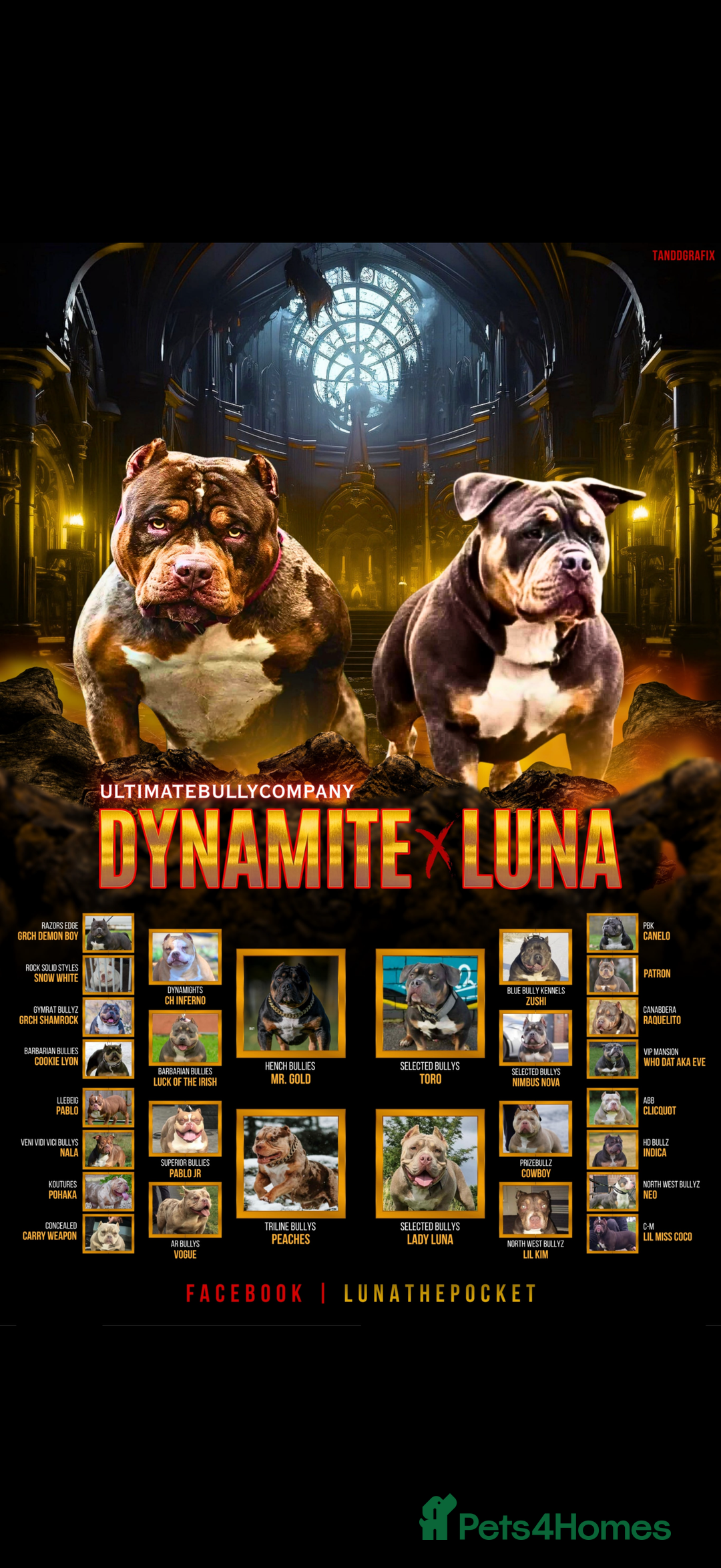 American Bully dogs for sale: Luna x Dynamite puppies🧨🧬 4 girls✅ 4 boys✅ - Advert 3