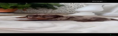 Dachshund Puppy 2