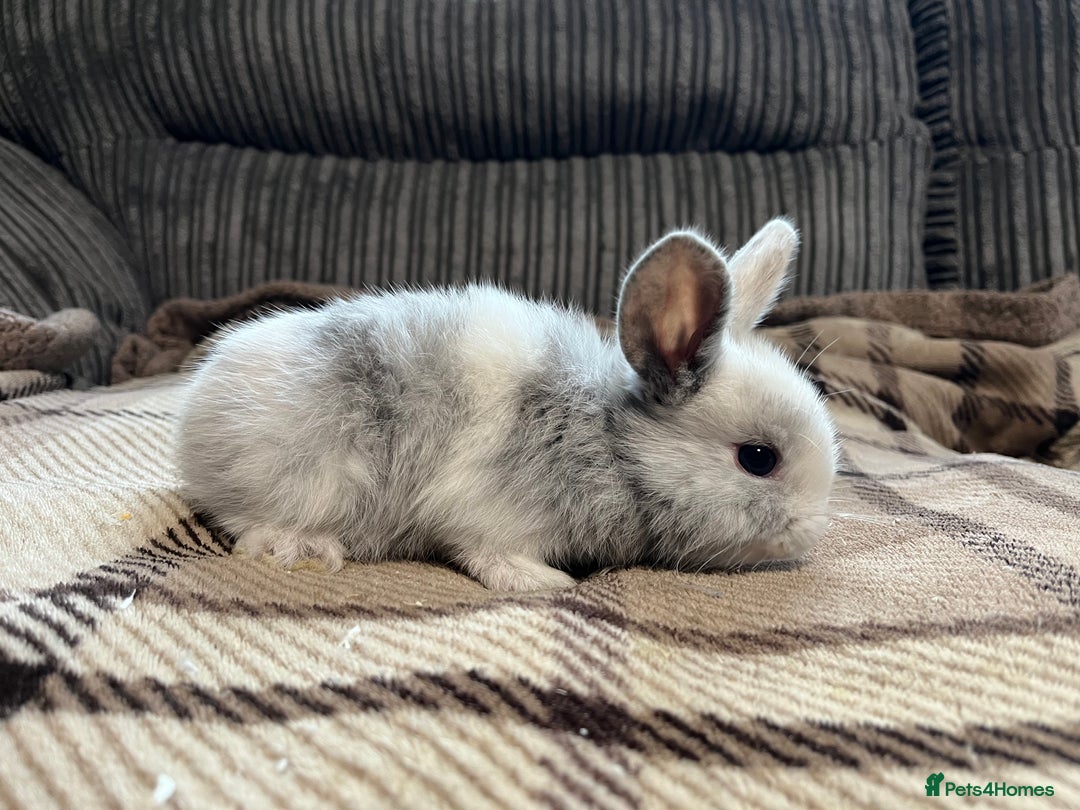 Mini Lop rabbits for sale: Pure breed mini lop bunnies - Image 5