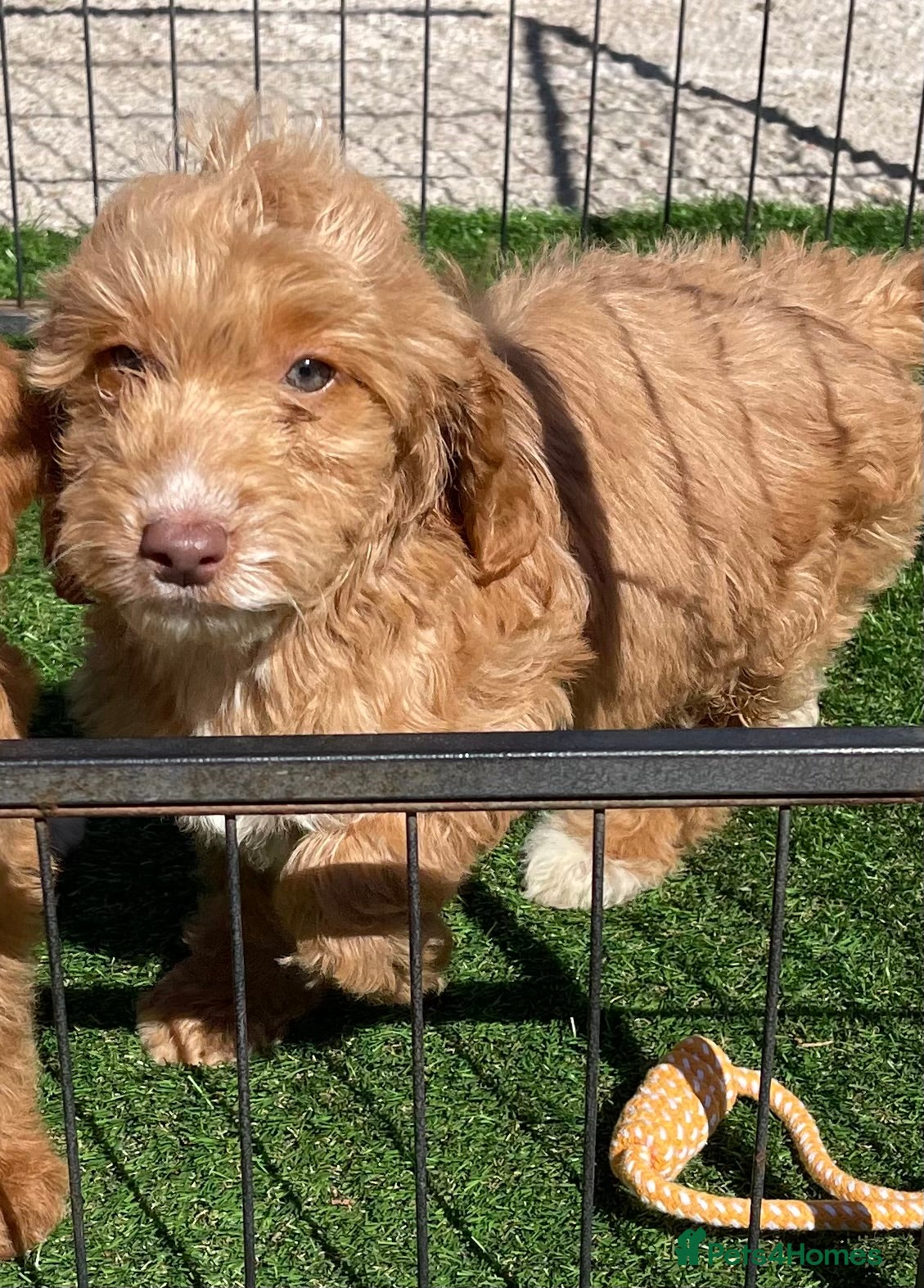 Cockapoo dogs 1 BEAUTIFUL COCKAPOO GIRL LEFT - Advert 1