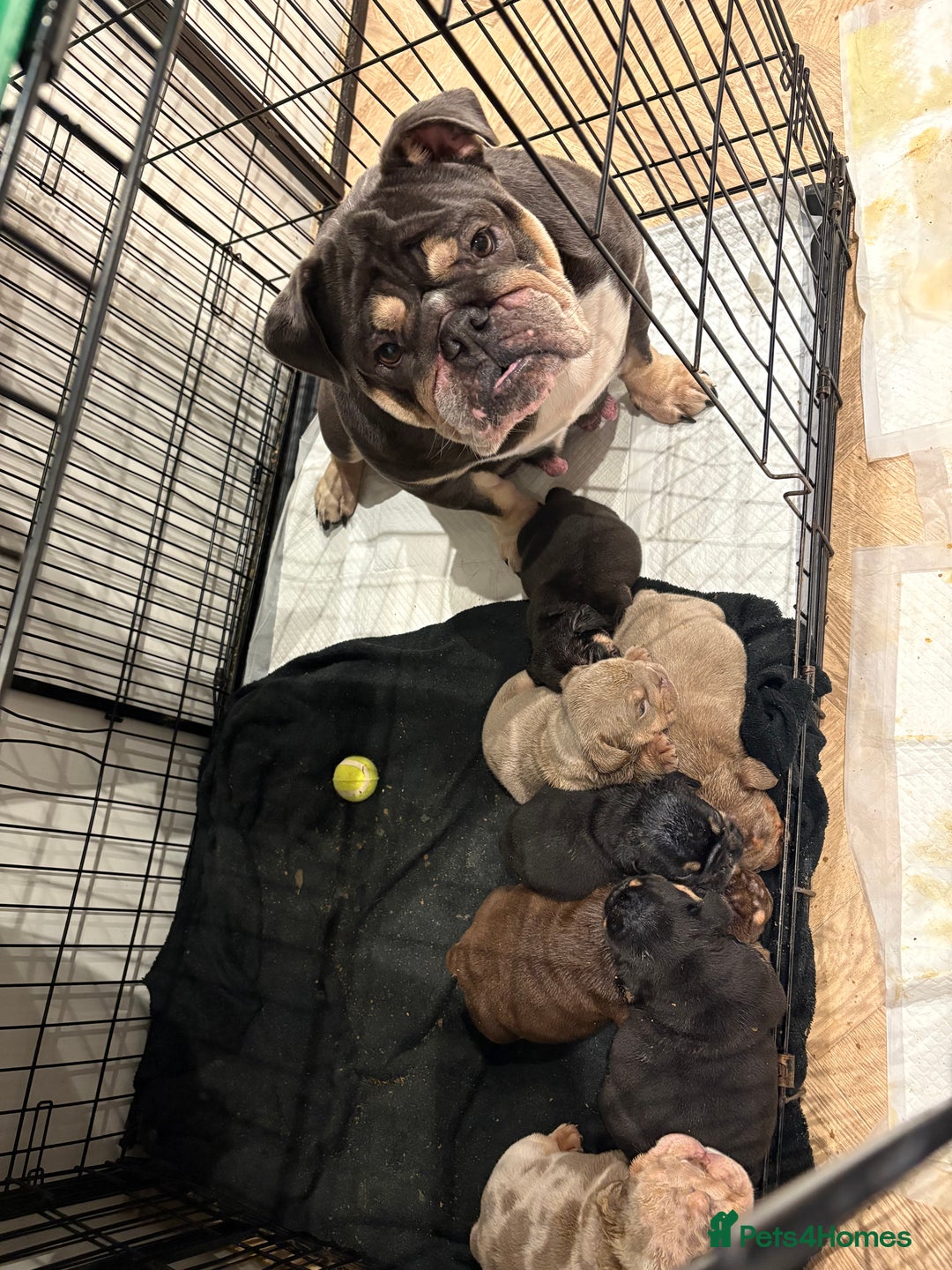 English Bulldog dogs for sale: English Bulldog puppies - Posherbulls bloodlines - Advert 15