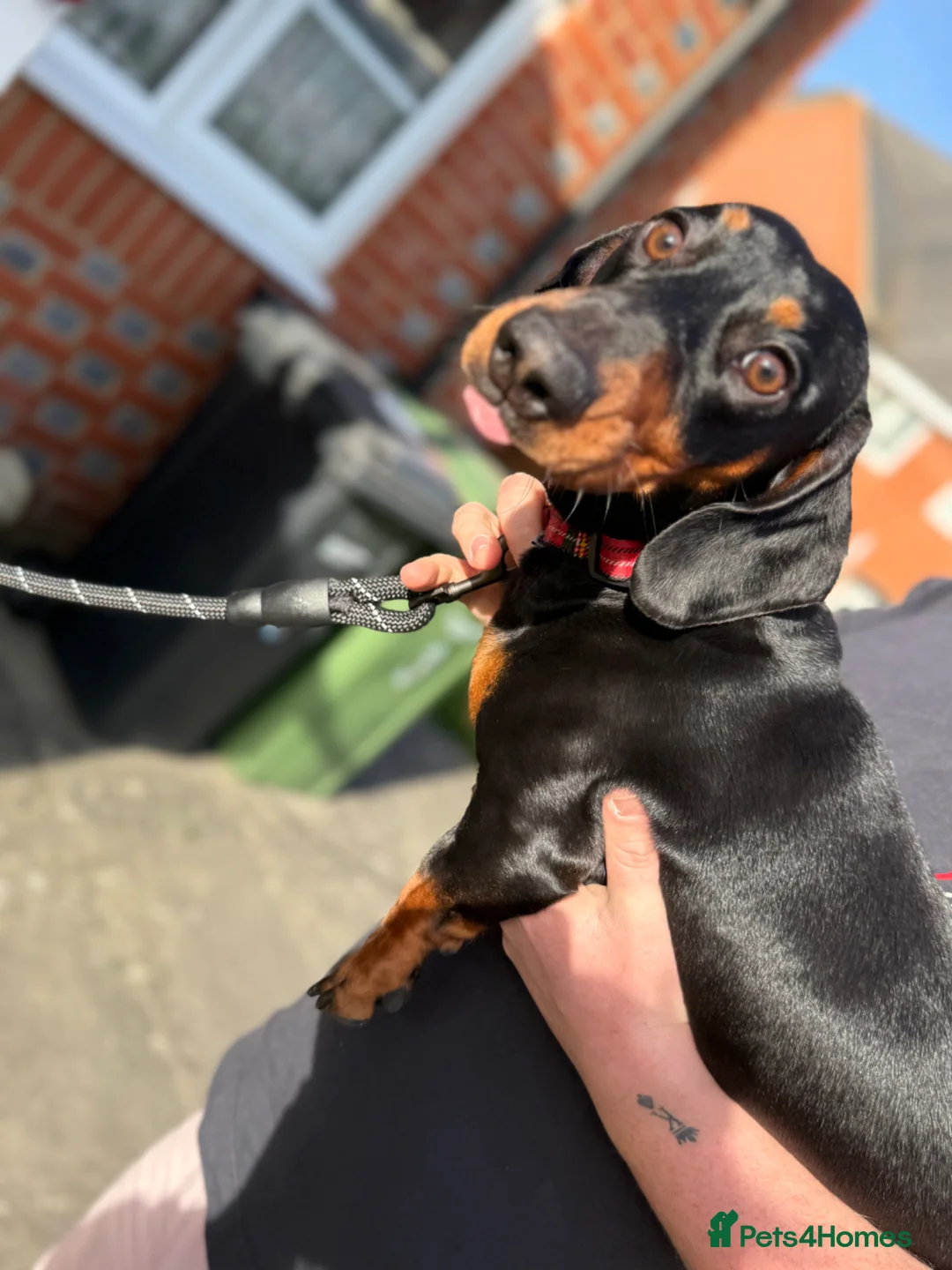 Dachshund dogs for sale: Dachshund for sale.  - Advert 3