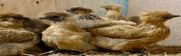 Chickens poultry for sale: Silkie  - Advert 8