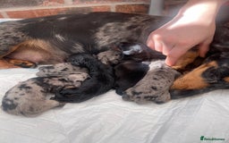Miniature Dachshund dogs for sale: Pra clear mini smooth dachshund pups - Image 4