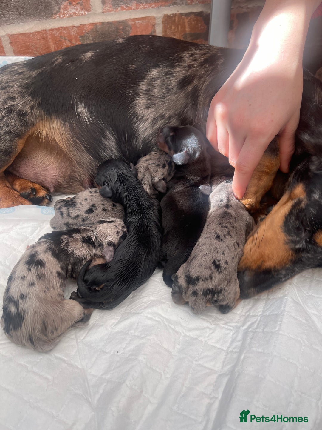 Miniature Dachshund dogs for sale: Pra clear mini smooth dachshund pups - Image 4