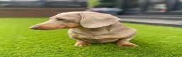 Miniature Dachshund dogs for sale: Miniature dachshund  - Advert 4