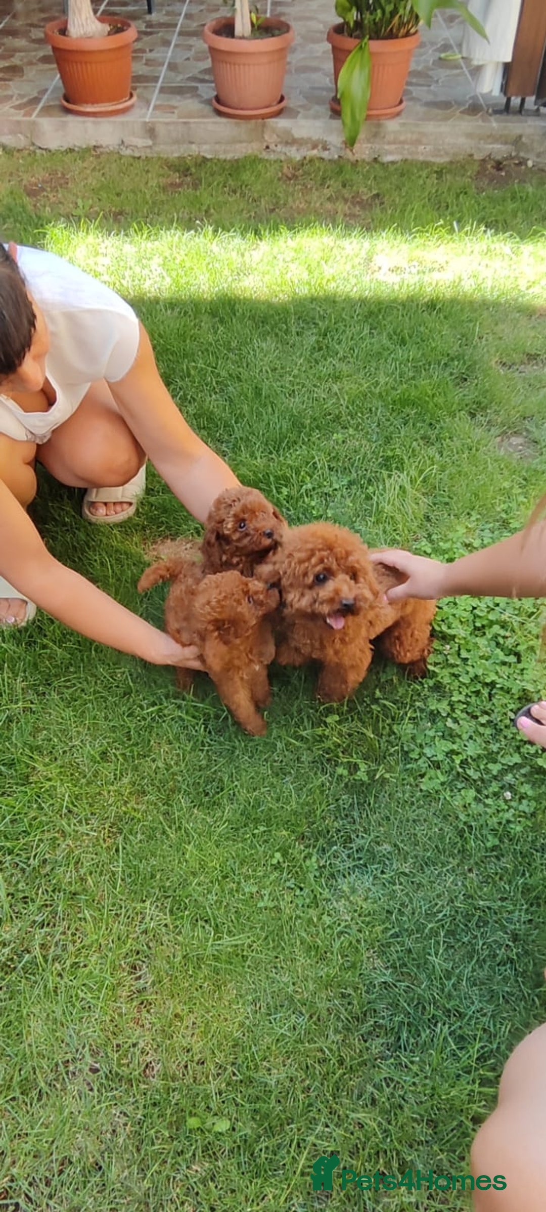 Toy Poodle dogs for sale: Toy poodle EU passports  - Image 3