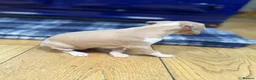 Italian Greyhound dogs for sale: The Most AMAZING colours! - Advert 12