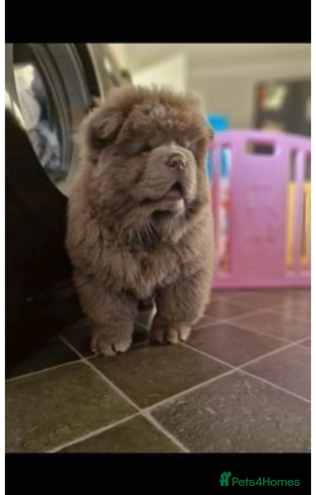 Chow Chow dogs for stud: Top Rainbow producer champion choc&blue carrier  in Cheltenham - Advert 15