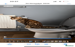 Bengal cats for sale: 2 year old bengal cats  - Image 3