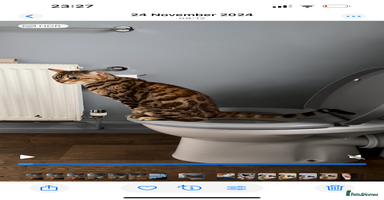 Bengal cats - Advert 8