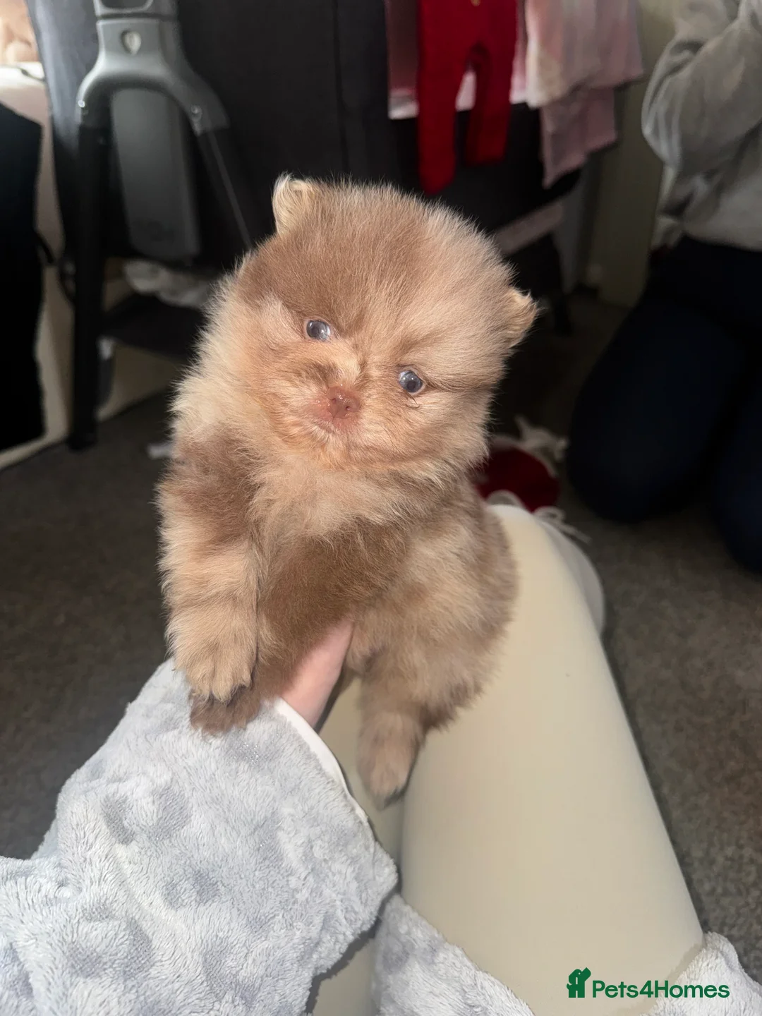 Pomeranian dogs for sale: Pomeranian puppy’s  - Advert 3