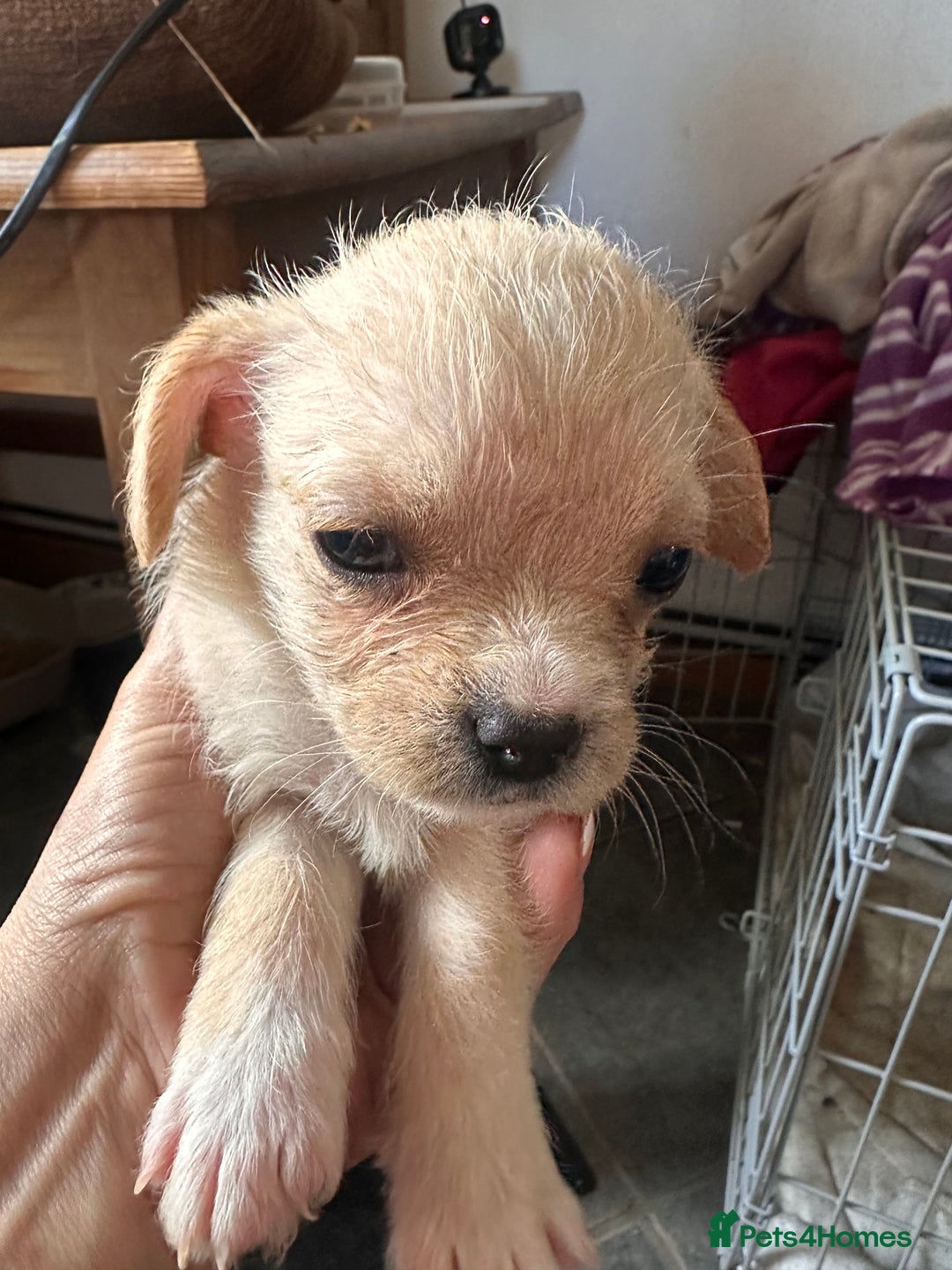 Mixed Breed dogs for sale: 6 fluffy frenchie cross puppies - Image 3
