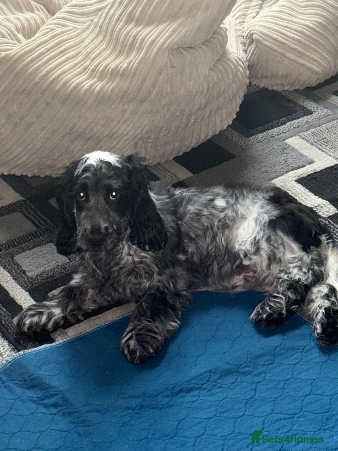 Cocker Spaniel dogs for sale: Beautiful Blue roan show cocker spaniel  in Selby - Advert 2