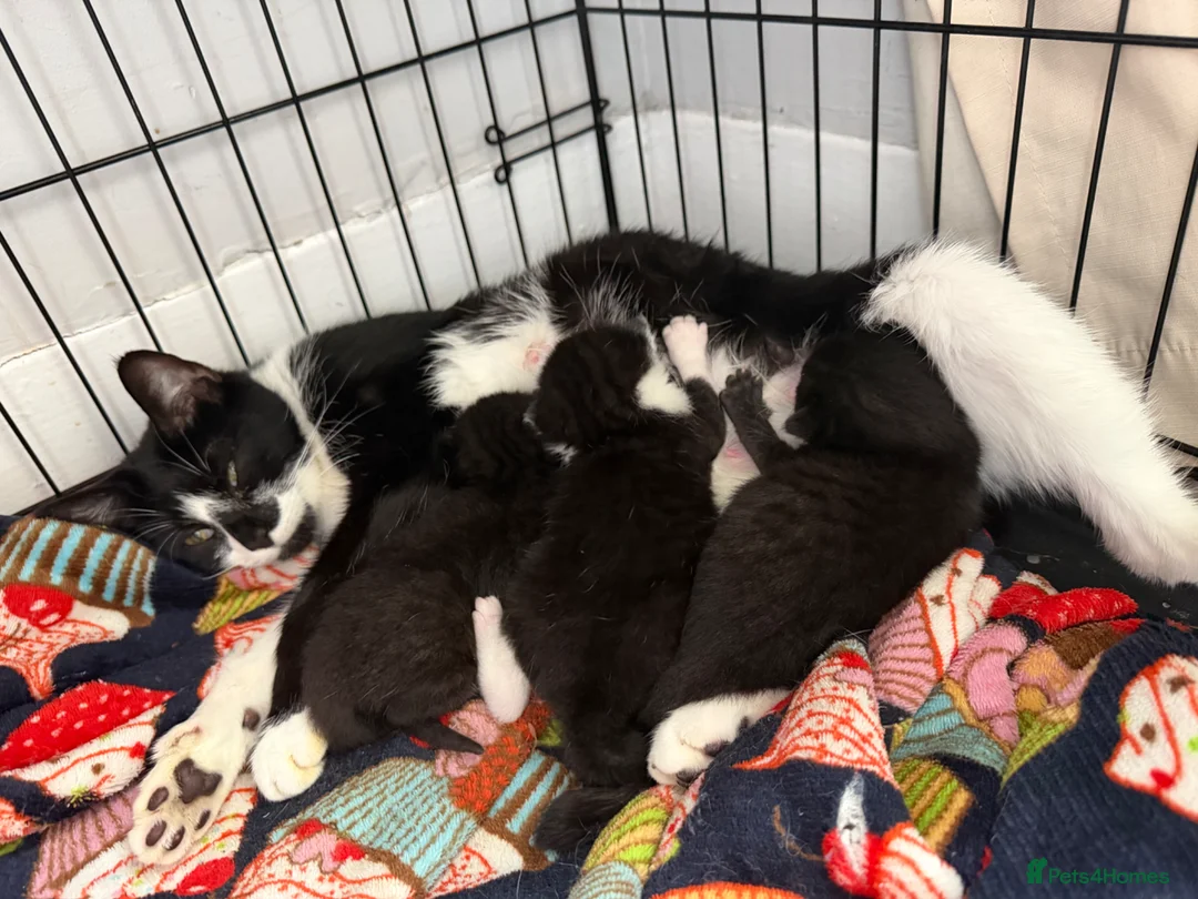 Mixed Breed cats for sale: 2 black girl kittens ready to leave now 🐈‍⬛ - Advert 2