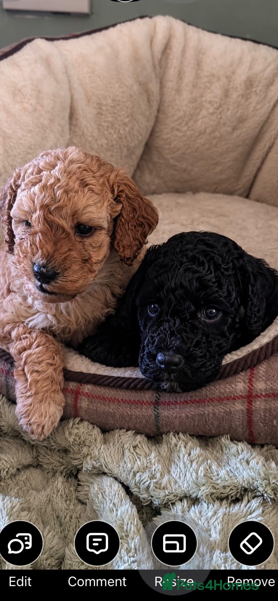 Cockapoo dogs Real life Teddy Bears! F1B cockapoo miniature - Advert 14