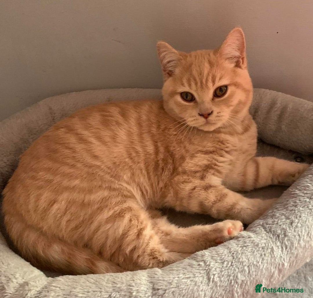 British Shorthair cats for sale: READY NOW Beautiful, Friendly, Playful BSH Kittens - Advert 4