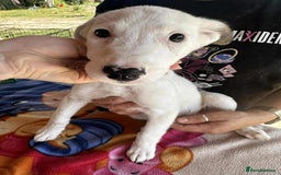 Mixed Breed dogs for adoption: Kira for adoption - Image 8