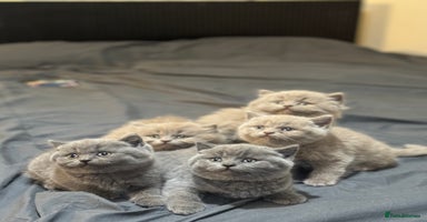 British Shorthair cats - Advert 4