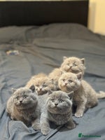British Shorthair cats - Advert 8