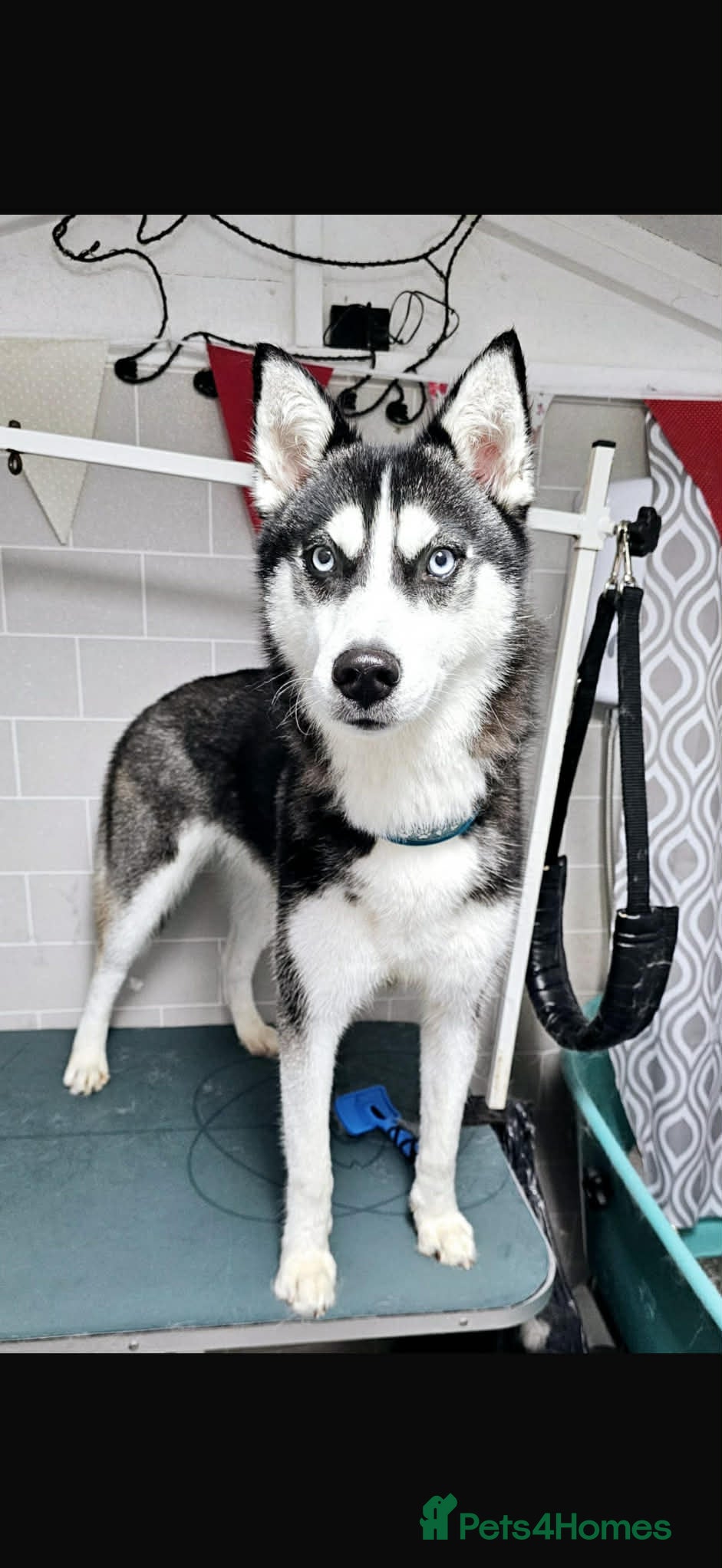 Siberian Husky dogs Purebred Siberian Husky Puppy's - Advert 2