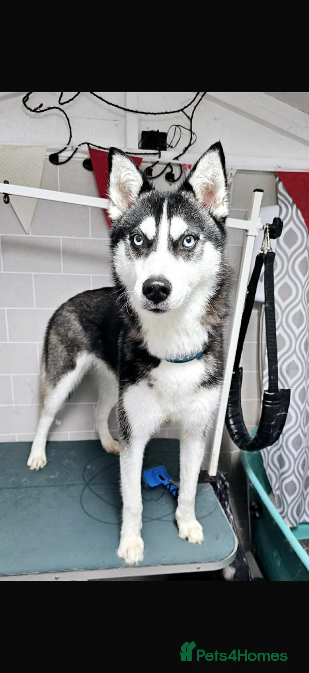 Siberian Husky dogs for sale: Purebred Siberian Husky Puppy's - Advert 1