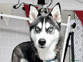 Siberian Husky dogs Purebred Siberian Husky Puppy's - Advert 2