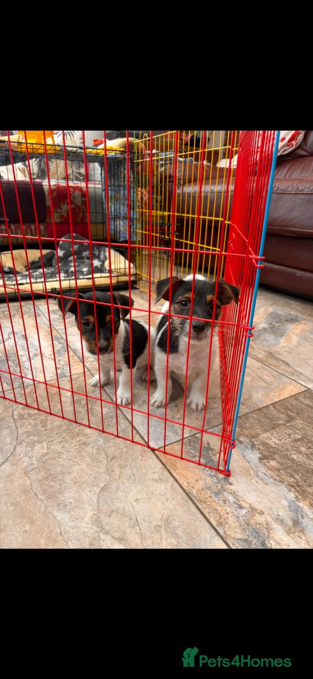 Jack Russell dogs for sale: Traditional Jack Russell Male Pups  in Boston - Advert 2