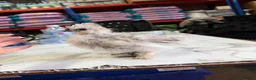Chickens poultry for sale: 🐥🐣🥚USA Bearded silkies🐥Vorwerk🐥Brahmas🥚🐣🐥 - Advert 3