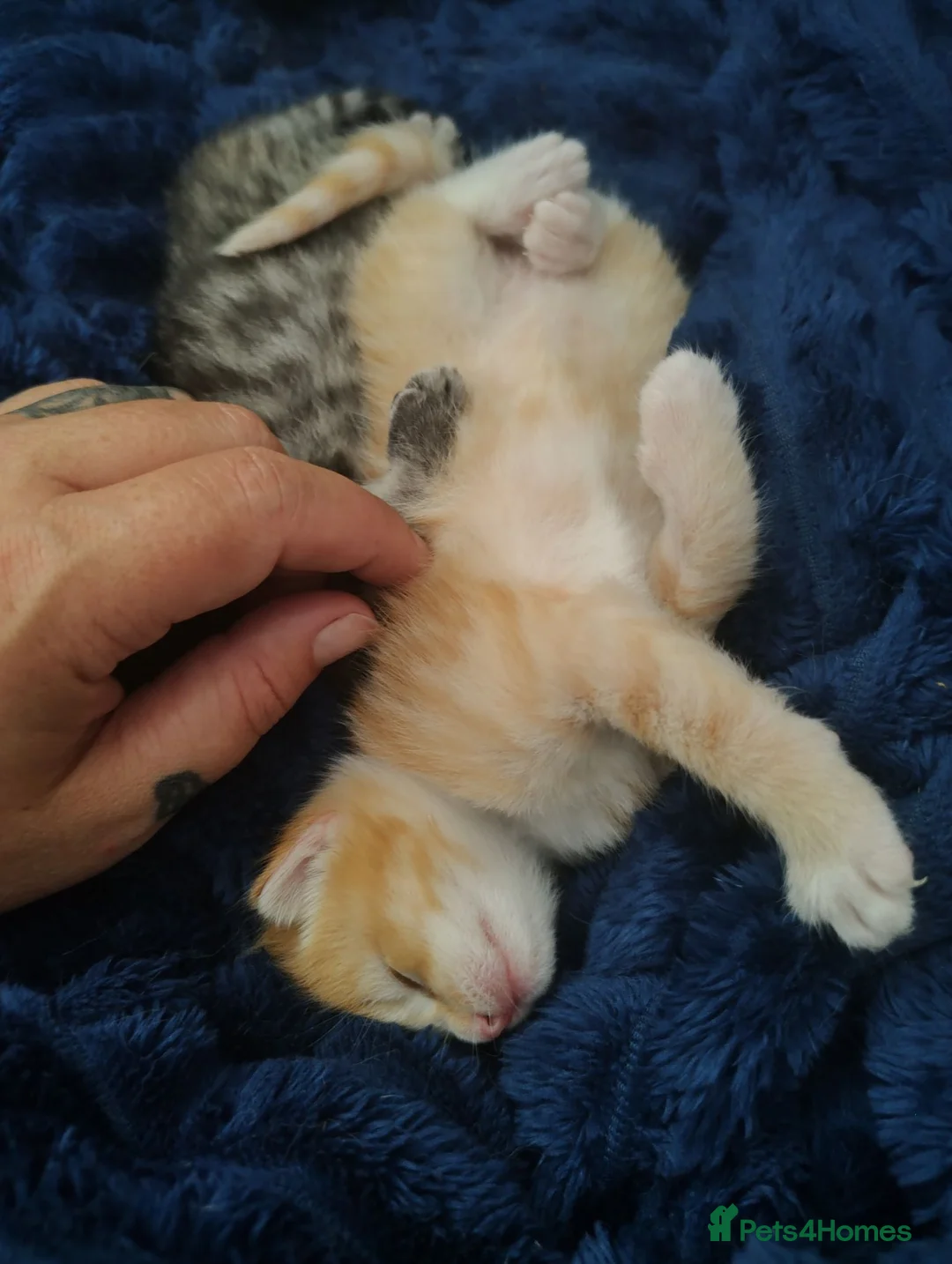 Mixed Breed cats for sale: 4 beautiful kittens  - Advert 18