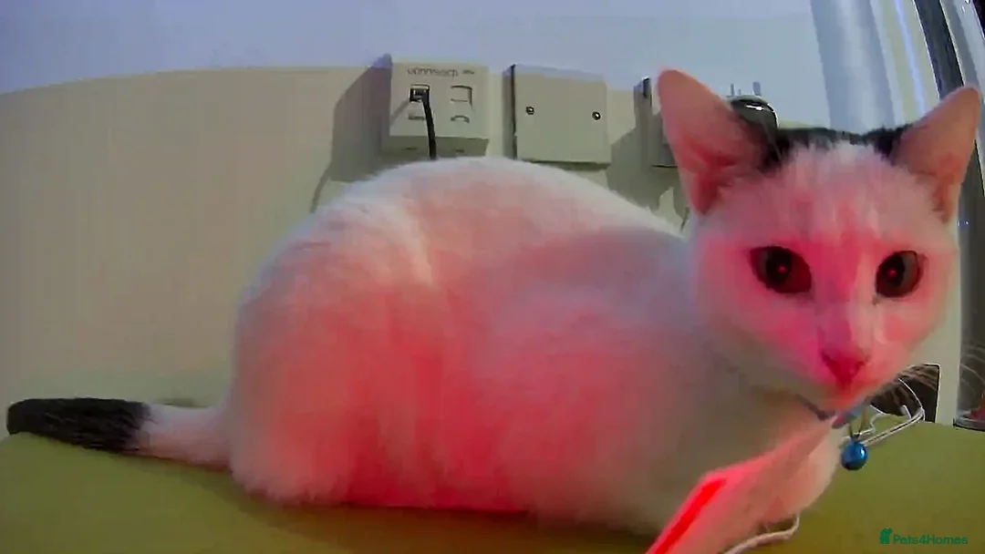 British Shorthair cats for sale: Young domestic short hair cat - Advert 3