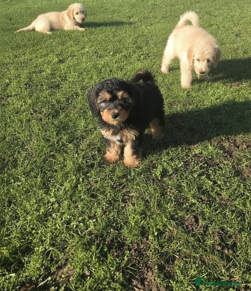 Maltipoo dogs Maltipoo puppies  - Advert 1