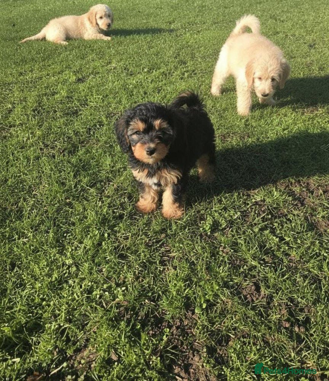 Maltipoo dogs for sale: Maltipoo puppies  - Advert 1